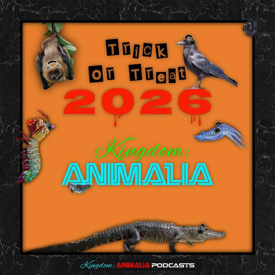 Kingdom: Animalia - A Zoology Podcast for Kids