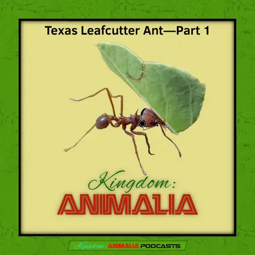 Kingdom: Animalia - A Zoology Podcast for Kids