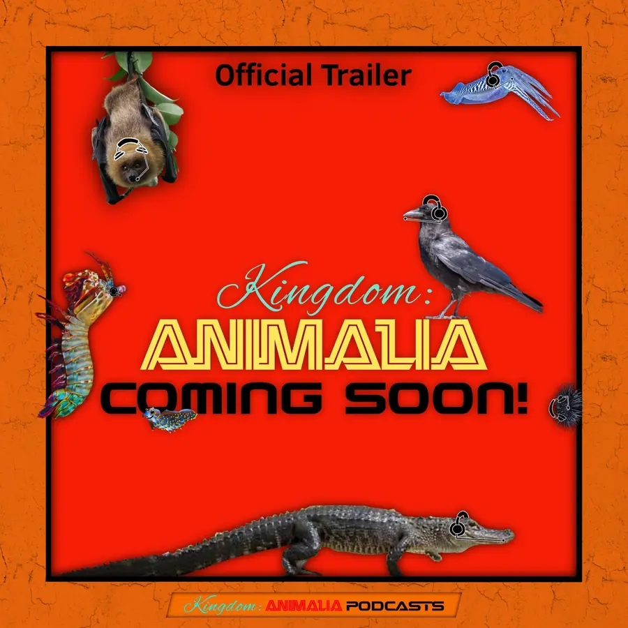 Kingdom: Animalia - A Zoology Podcast for Kids