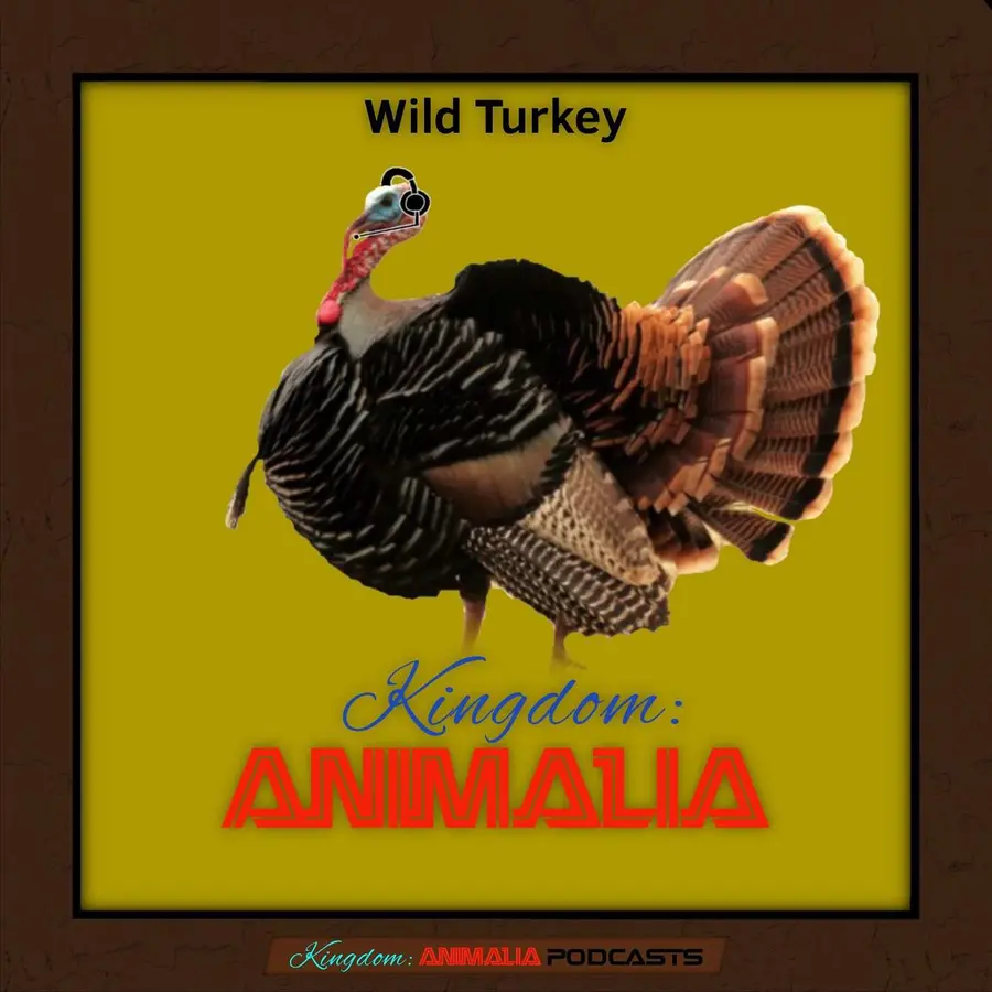 Kingdom: Animalia - A Zoology Podcast for Kids