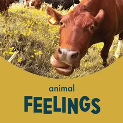 Animal Feelings