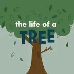 The Life of a Tree