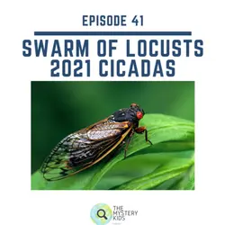 41: 2021 Cicadas 