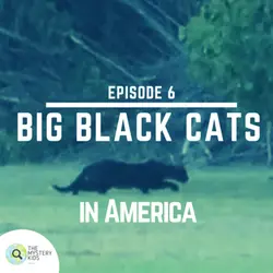 6: Big Black Cats in America