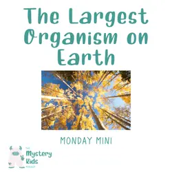 MM: The Largest Organism on Earth