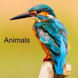 Animals