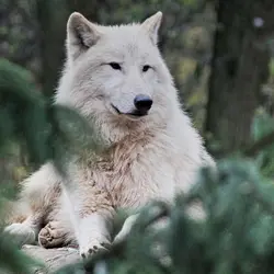 Arctic Wolves