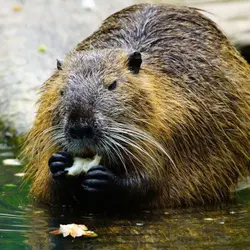 Beaver