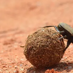 Beetles