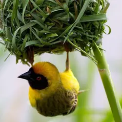 Bird Nests