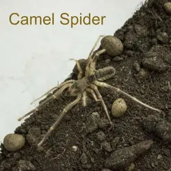 Camel Spider