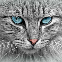 Cats
