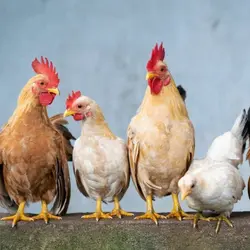 Chickens