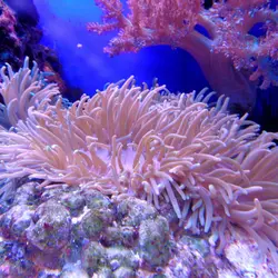 Coral Reefs