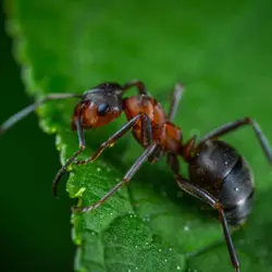 Do Ants Ever Stop Moving?