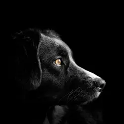 Dog Senses