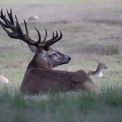 Eastern Elk