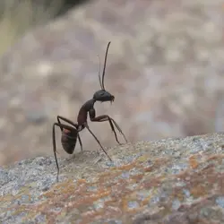 Exploding Ants