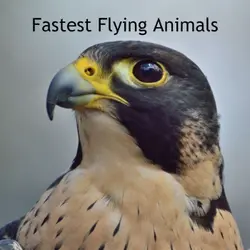 Fastest Flying Animals