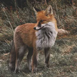 Foxes