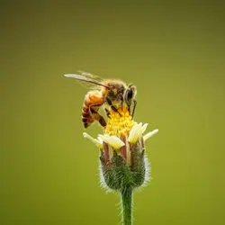 Honeybees
