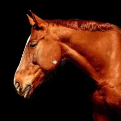 Horses