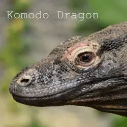 Komodo Dragon