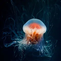 Longest Living Animals