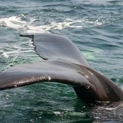 Meet a New Species-Rice's Whale