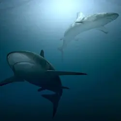Megamouths - Shark Week 2021