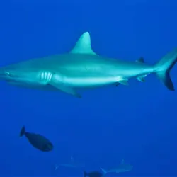 Mystery Shark