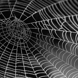 Ogre-Faced Spider