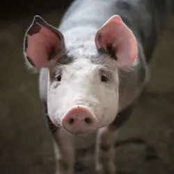 Pigs