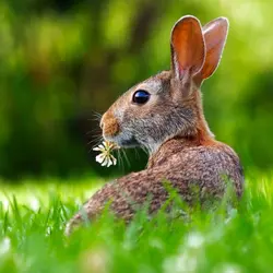 Rabbits