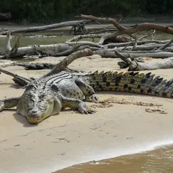 Saltwater Crocodiles