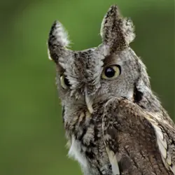 Screech Owl