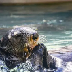 Sea Otters