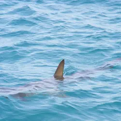 Shark Population Increases