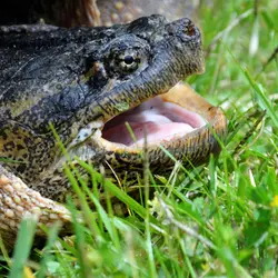 Snapping Turtles