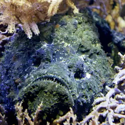 Stonefish