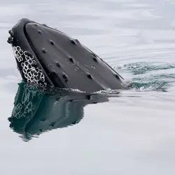 What Do Whales Do At Night?