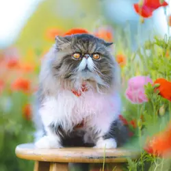 Why Do People Get Grumpy When They Get Tired?