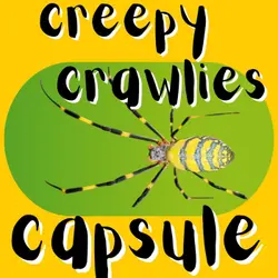 All about insects, spiders and more - Newsy Pooloozi's Creepy Crawlies Capsule!