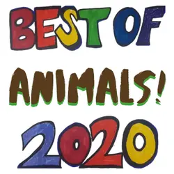 Best of Newsy Jacuzzi 2020 Animal Stories – ruff-ruff-meoooow!