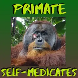 Kid News This Week: Asian primate self - medicates , whale alphabet, Kiwi rockets, Great Dutch racoon escape