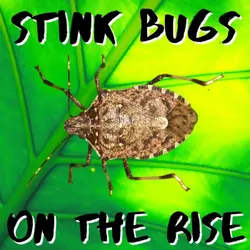 Kid News This Week: Stink bug & spider crab invasion, electric scrap car, candy news, dogs smell stress