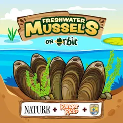 How do tiny mussels clean our rivers?