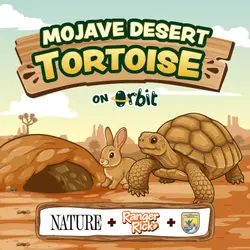 The tortoise that saved the rabbit!