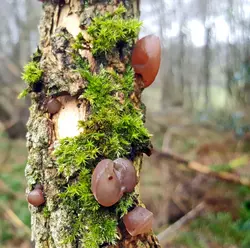 110 Rain falls in Banfield Wood