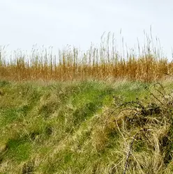 116 Sissing plantations in open country